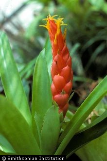 Guzmania 
